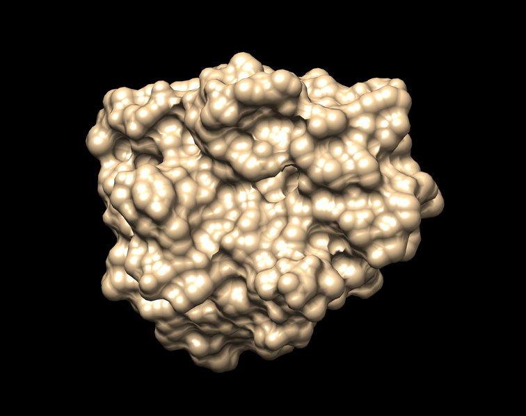 File:NoH surface 1BJUAM536.png